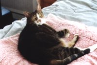 2001 Moe cat photo