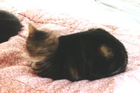 2001 Selene cat photo