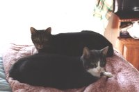 2001 Diana & Selene cat photo